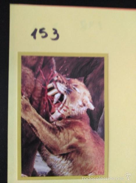 Coleccionismo cromos antiguos: DINOSAURIOS PANINI NUMERO 153 - Foto 1