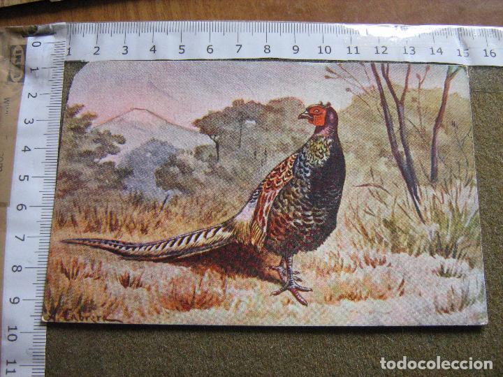 Coleccionismo Cromos antiguos: CROMO SUC. HERNANDO - AVES - EL FAISAN DEL JAPON - SERIE IX N&ordm; 3