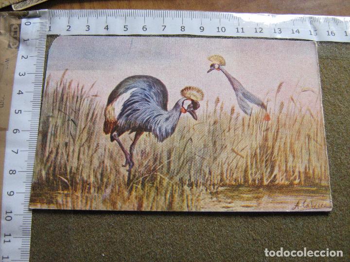 Coleccionismo Cromos antiguos: CROMO SUC. HERNANDO - AVES - LA GRULLA REAL - SERIE X N&ordm; 3