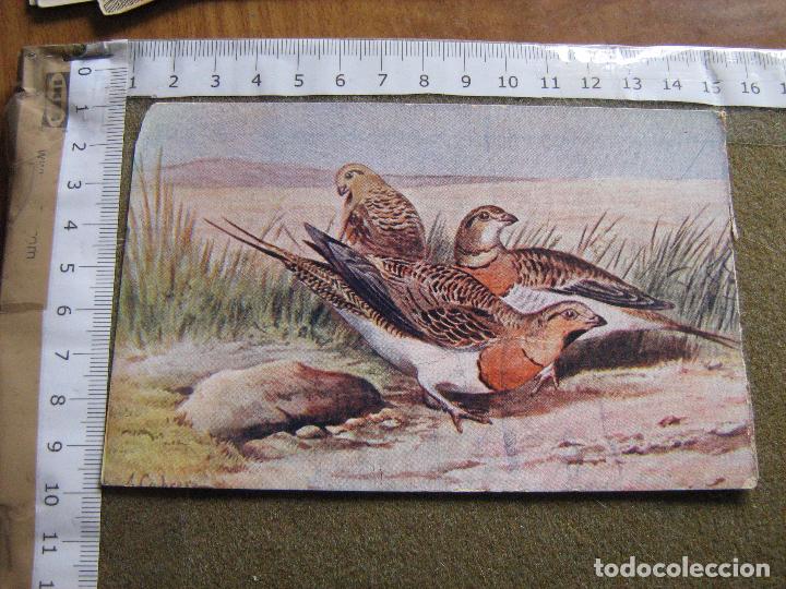 Coleccionismo Cromos antiguos: CROMO SUC. HERNANDO - AVES - LA GANGA - SERIE IX N&ordm; 1