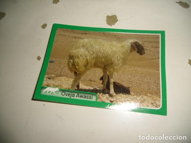 Coleccionismo cromos antiguos: EL GRAN ALBUM DEL MUNDO ANIMAL OVEJA AWASSI
