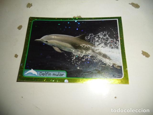 Coleccionismo cromos antiguos: EL GRAN ALBUM DEL MUNDO ANIMAL DELFIN MULAR 032