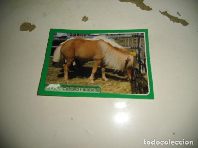 Coleccionismo cromos antiguos: PANINI EL GRAN ALBUM DEL MUNDO ANIMAL CABALLO FALABELLA 341