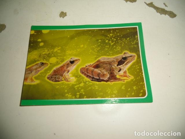 Coleccionismo cromos antiguos: PANINI EL GRAN ALBUM DEL MUNDO ANIMAL 282