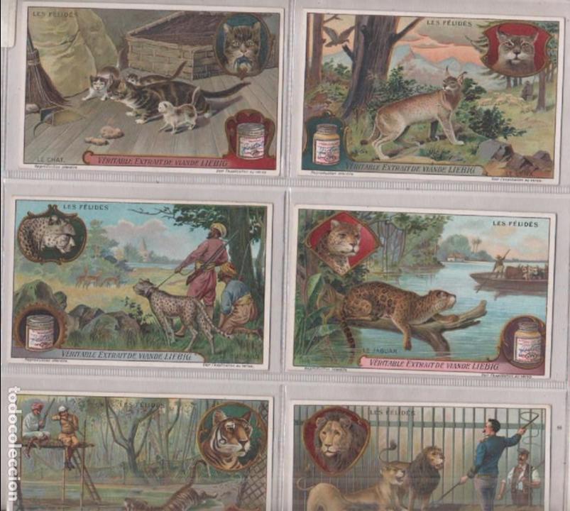 Coleccionismo cromos antiguos: Colecci&oacute;n de 6 cromos Compagnie Liebig. Los felinos.