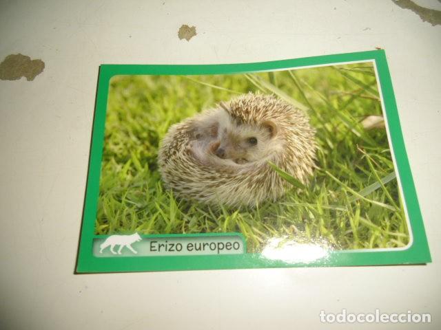 Coleccionismo cromos antiguos: PANINI ANIMALES 2014 029 - Foto 1