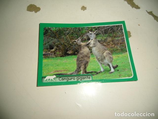 Coleccionismo cromos antiguos: PANINI ANIMALES 2014 267 - Foto 1
