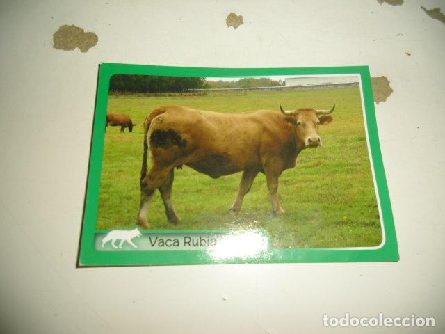 Coleccionismo cromos antiguos: PANINI ANIMALES 2014 331 - Foto 1