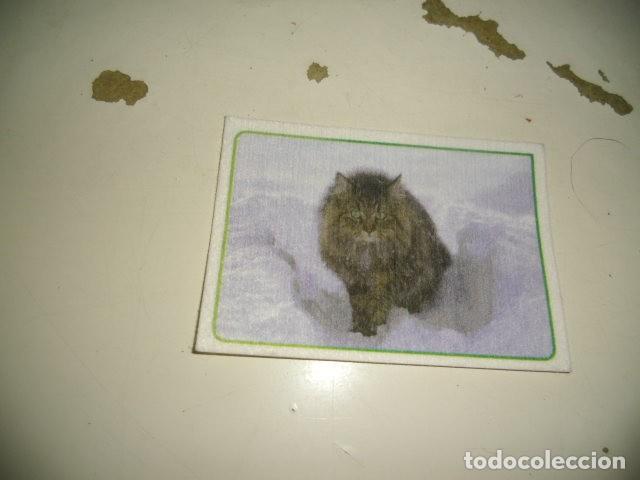 Coleccionismo cromos antiguos: PANINI ANIMALES 2014 314 - Foto 1