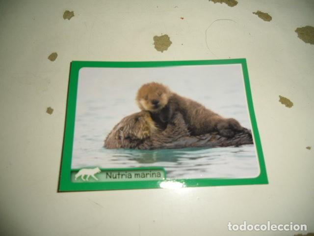 Coleccionismo cromos antiguos: PANINI ANIMALES 2014 252 - Foto 1