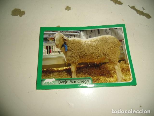 Coleccionismo cromos antiguos: PANINI ANIMALES 2014 334 - Foto 1