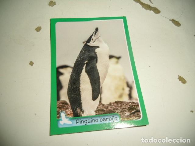 Coleccionismo cromos antiguos: PANINI ANIMALES 2014 033 - Foto 1