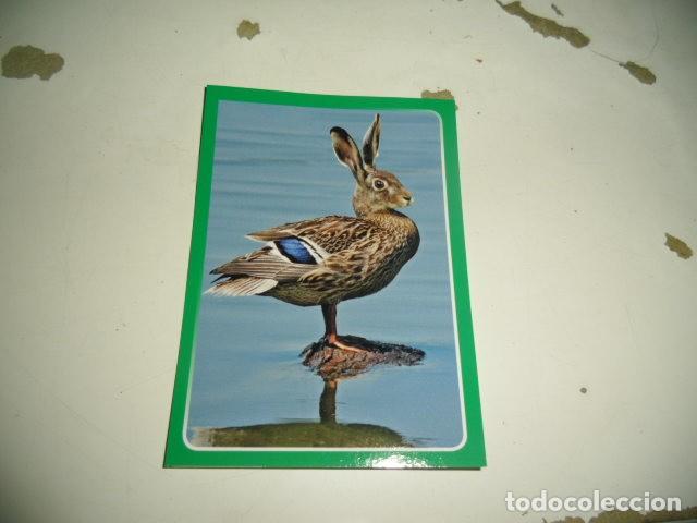 Coleccionismo cromos antiguos: PANINI ANIMALES 2014 202 - Foto 1
