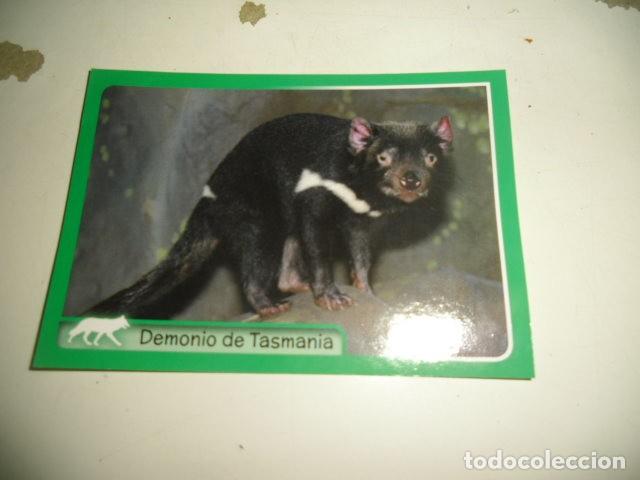 Coleccionismo cromos antiguos: PANINI ANIMALES 2014 030 - Foto 1