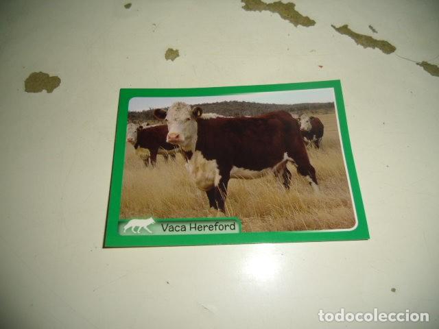 Coleccionismo cromos antiguos: PANINI ANIMALES 2014 345 - Foto 1