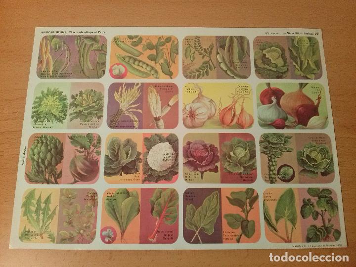 Collezionismo Figurine antiche: L&aacute;mina cromos recortables. Legumbres Serie 39 Tabla 30. Editions Hemma B&eacute;lgica 1958.