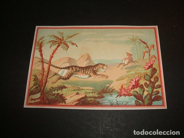 Coleccionismo cromos antiguos: TIGRE CAZANDO CROMO SIGLO XIX - Foto 1