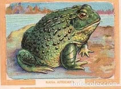 Coleccionismo Cromos antiguos: LAMINA CROMOS CHOCOLATES PRIMITIVA INDIANA ALBUM N&ordm; 2 ( 16 CROMOS DEL 145 AL 160)