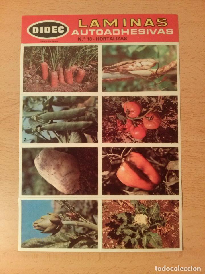 Collezionismo Figurine antiche: L&aacute;mina autoadhesiva cromos Didec (Difusora de Cultura) n&ordm;18 Hortalizas