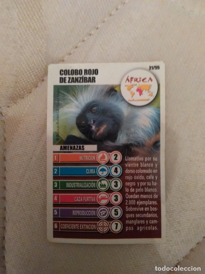 Cromo Accion Rescate de Bollycao Año 2004: Colobo Rojo de Zanzíbar (Nº 21)
