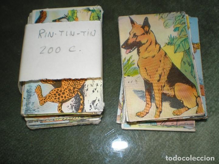 Coleccionismo cromos antiguos: LOTE DE 174 CROMOS DE RIN-TIN-TIN - Foto 1