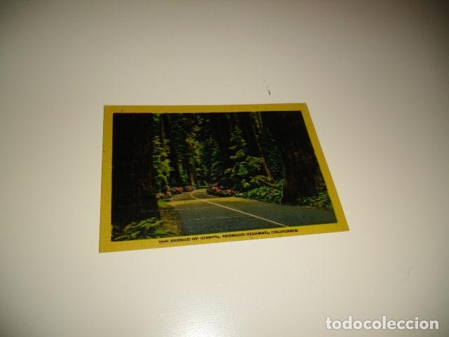 Colecionismo Cromos antigos: caj-35 CROMO NUNCA PEGADO THE AVENUE OF GIANTS REDWORD HIGHWAY CALIFORNIA