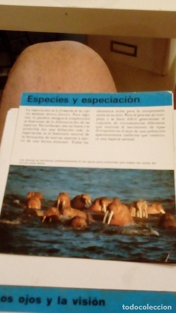 Colecionismo Cromos antigos: ALBERT VISAGE IMPRESO EN ESPA&Ntilde;A ESPECIES Y ESPECIALIZACION