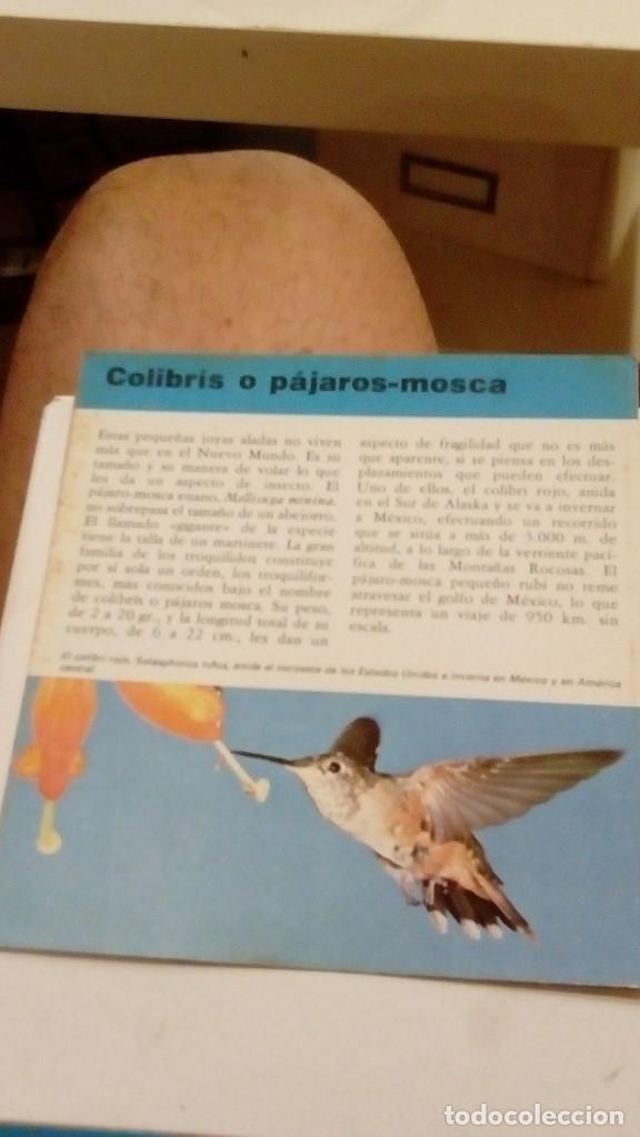 Colecionismo Cromos antigos: ALBERT VISAGE IMPRESO EN ESPA&Ntilde;A COLIBRIS O PAJAROS-MOSCA