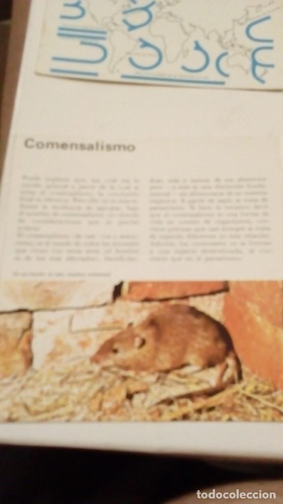 Colecionismo Cromos antigos: ALBERT VISAGE IMPRESO EN ESPA&Ntilde;A COMENSALISMO