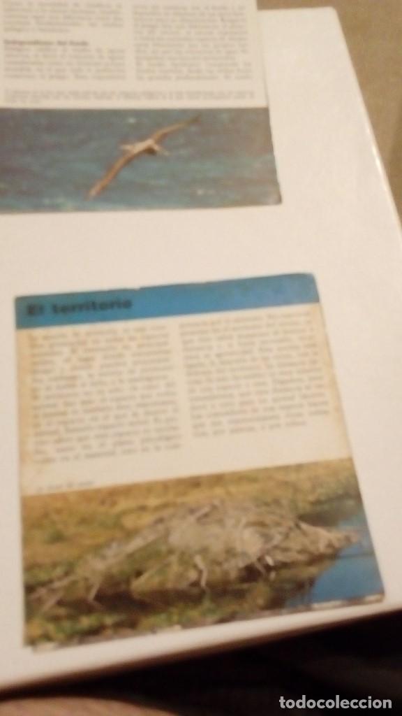 Colecionismo Cromos antigos: ALBERT VISAGE IMPRESO EN ESPA&Ntilde;A EL TERRITORIO