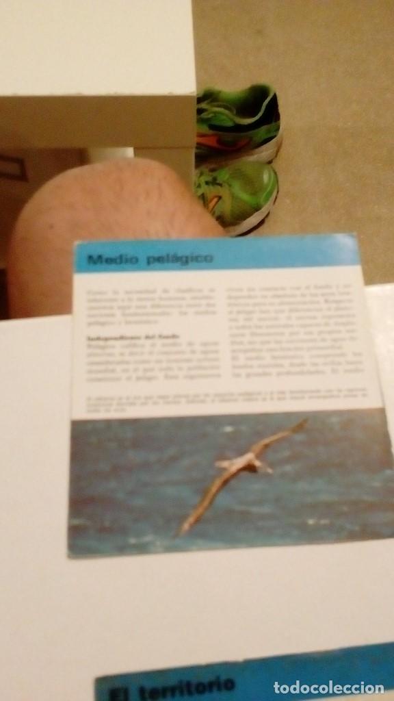 Colecionismo Cromos antigos: ALBERT VISAGE IMPRESO EN ESPA&Ntilde;A MEDIO PELAGICO