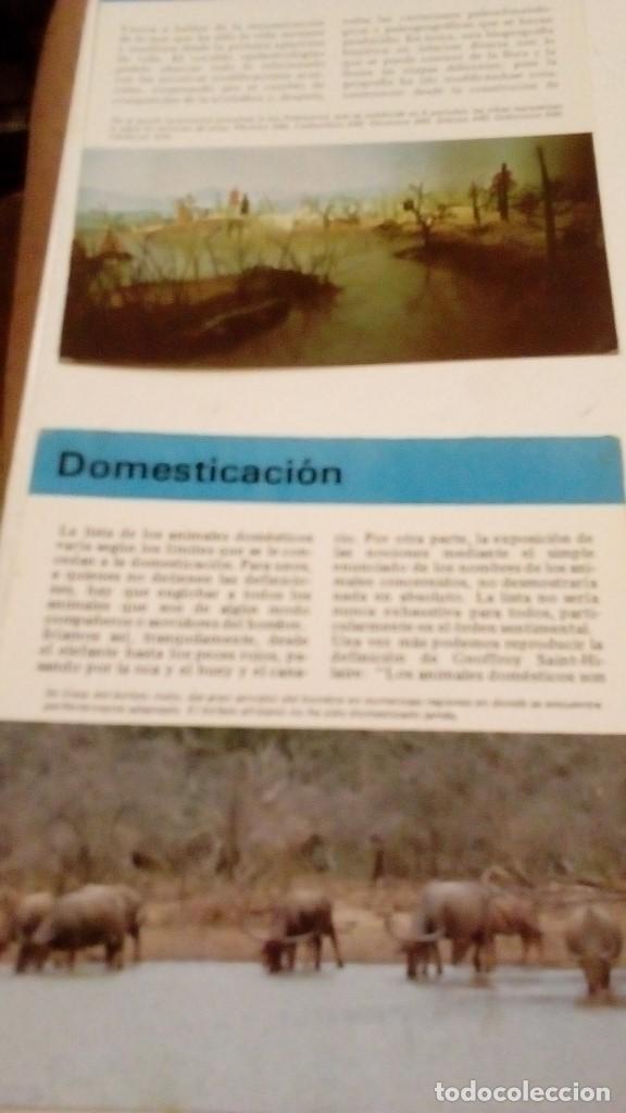 Colecionismo Cromos antigos: ALBERT VISAGE IMPRESO EN ESPA&Ntilde;A DOMESTICACION