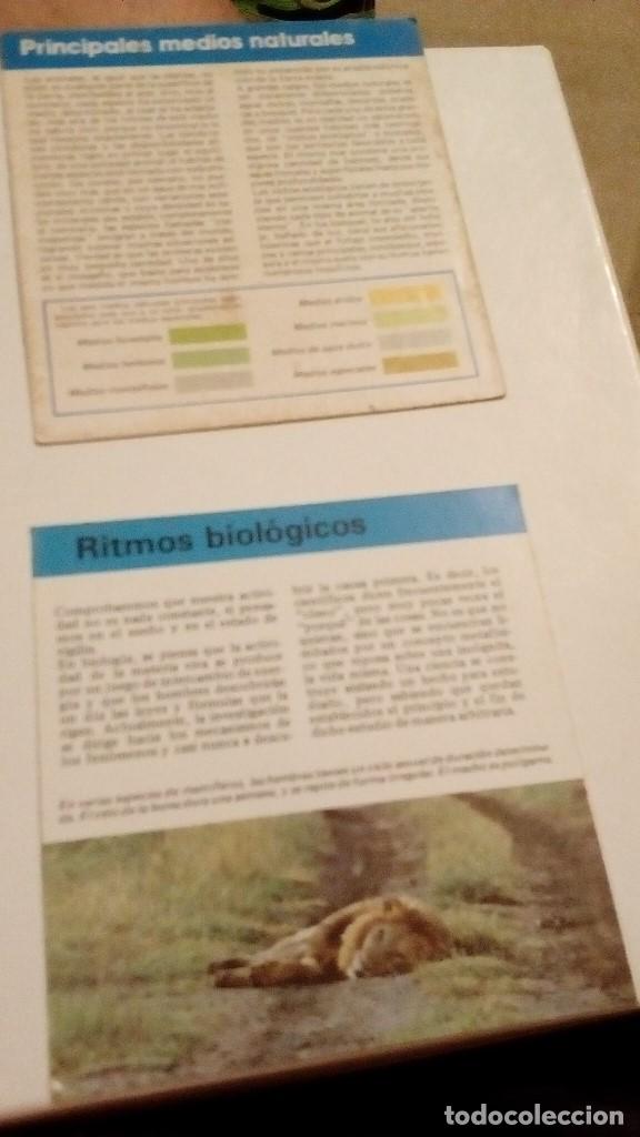 Colecionismo Cromos antigos: ALBERT VISAGE IMPRESO EN ESPA&Ntilde;A RITMOS BIOLOGICOS