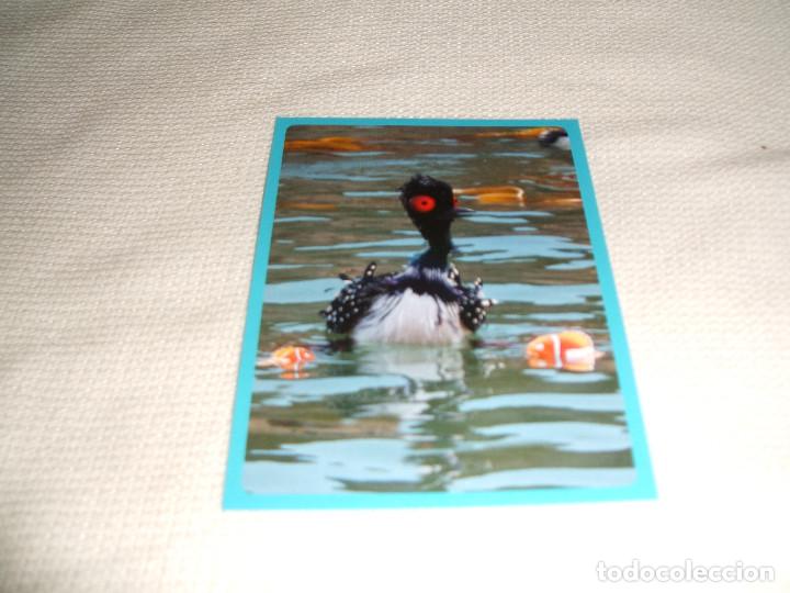 Coleccionismo cromos antiguos: Cromo n&ordm; 90 Buscando a Dory Panini, a&ntilde;o 2016 - Foto 1