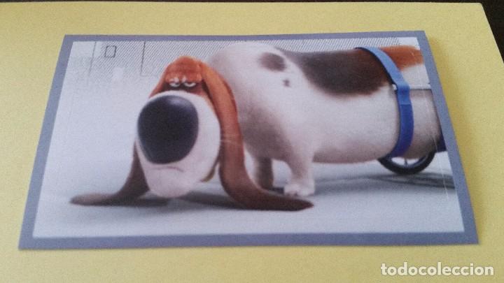 Coleccionismo cromos antiguos: CROMO MASCOTAS (PANINI 2016) - N&ordm; 177 - Foto 1