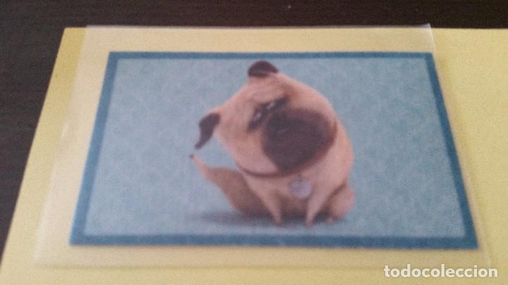 Coleccionismo cromos antiguos: CROMO MASCOTAS (PANINI 2016) - N&ordm; 41 - Foto 1