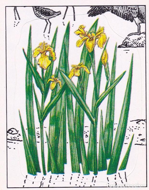 Collectable Antique Stickers: CROMO NATURALEZA EN PELIGRO. PANINI. N&ordm; 117. LIRIO AMARILLO