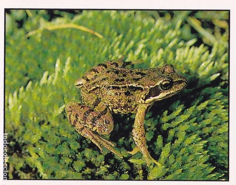 Sammeln alte Sammelbilder: CROMO NATURALEZA EN PELIGRO. PANINI. N&ordm; 161. RANA BERMEJA