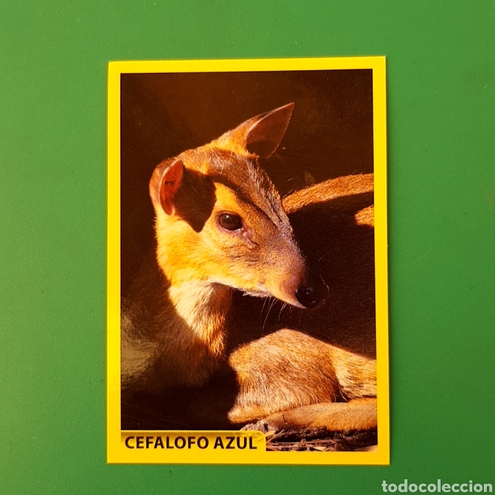 Coleccionismo cromos antiguos: Cromo DE PANINI - AMICI CUCCIOLOTTI N&deg;160 - Foto 1