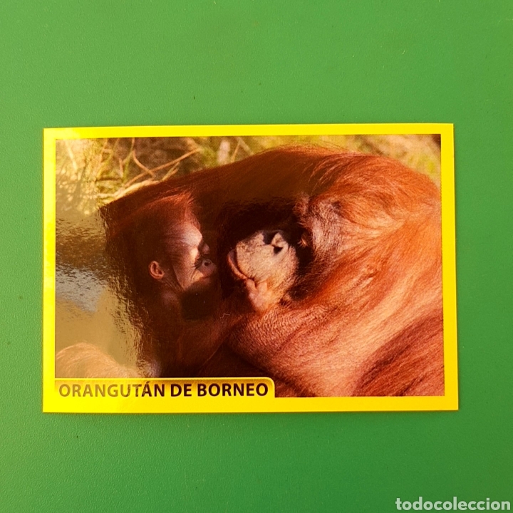 Coleccionismo cromos antiguos: Cromo DE PANINI - AMICI CUCCIOLOTTI N&deg;88 - Foto 1