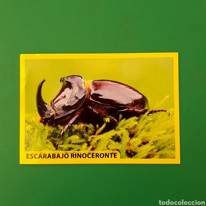 Coleccionismo cromos antiguos: Cromo DE PANINI - AMICI CUCCIOLOTTI N&deg;26 - Foto 1