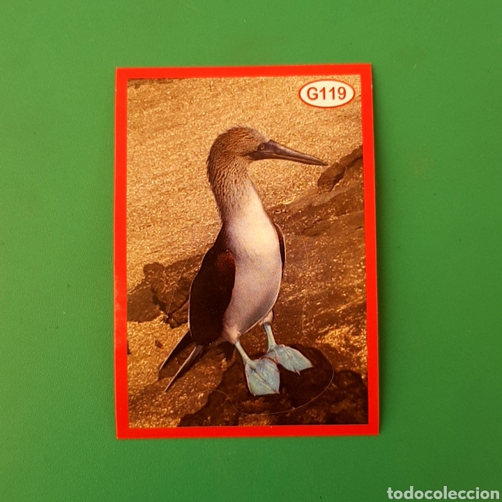Coleccionismo cromos antiguos: Cromo DE PANINI - AMICI CUCCIOLOTTI N&deg;G119 - Foto 1