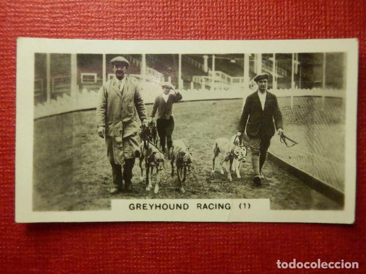 Colecionismo Cromos antigos: Fotografia - Homeland Events - N&ordm; 40 - Greyhound racing (1) - W.D. & H.O. WILS BRISTOL & LONDON