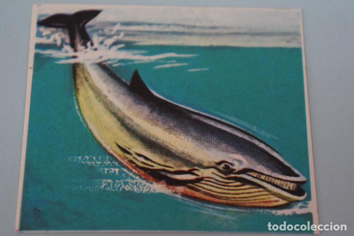Colecionismo Cromos antigos: CROMO DE BALLENA AZUL SIN PEGAR N&ordm; 17 A&Ntilde;O 1973 DEL &Aacute;LBUM EL MUNDO SUBMARINO DE PRODUCCIONES E.