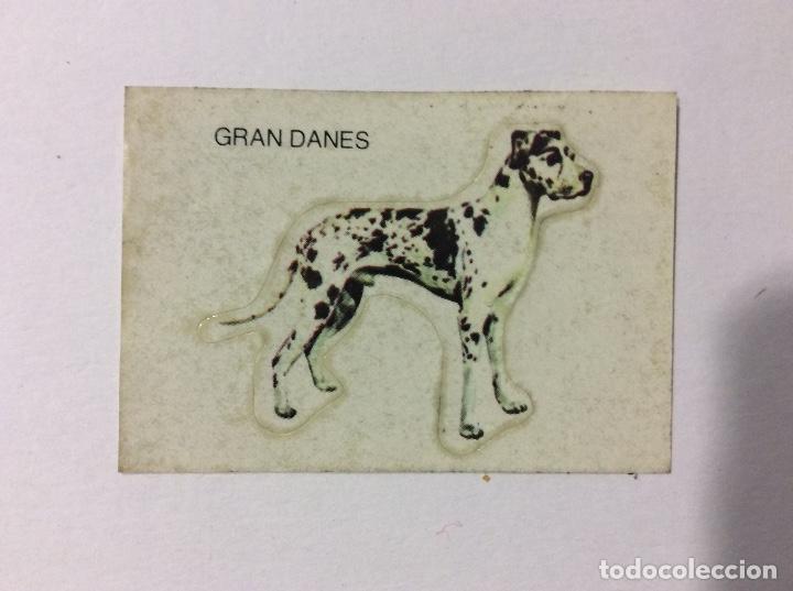 Collezionismo Figurine antiche: CROMO GRAN DANES PANRICO
