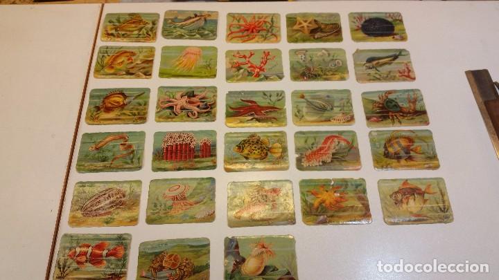 Coleccionismo cromos antiguos: cromos peces, MANUEL RIVERO - Foto 1