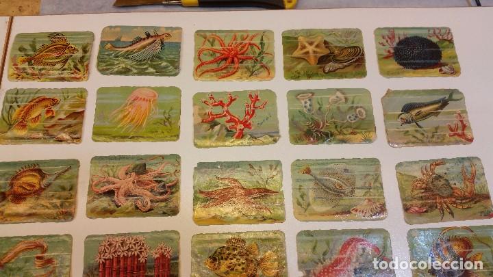 Coleccionismo cromos antiguos: cromos peces, MANUEL RIVERO - Foto 2