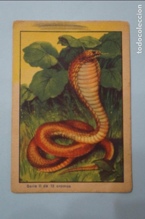 Coleccionismo Cromos antiguos: CROMO DE CHOCOLATES:COLECCI&Oacute;N ZOOLOGICA,ASPID DE CLEOPATRA,N&ordm; 9