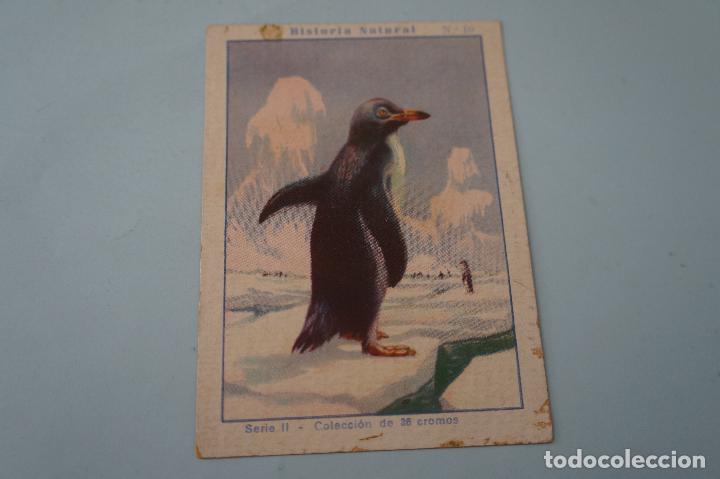 Colecionismo Cromos antigos: CROMO DE CHOCOLATES EDUARDO P&Iacute;: HISTORIA NATURAL,PINGUINO,N&ordm; 10