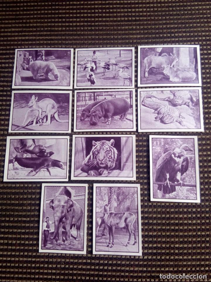 Collezionismo Figurine antiche: Gallina blanca 2 &aacute;lbum serie 95 parque zoologico lote de 11.cromos diferentes sin pegar